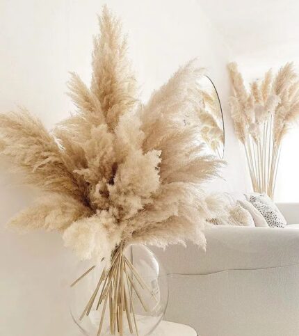 Large Pampas Grass